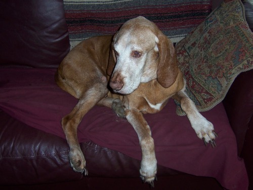 Jake Vizsla Old Man