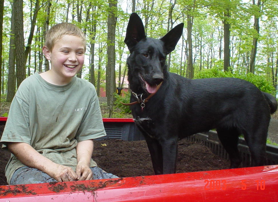 angel, german shephard, lab