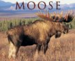 Moose 2009 Calendar