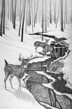 Doe Deer Drawing. black and white deer print