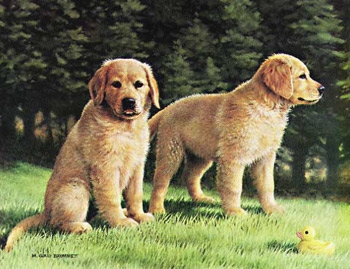 golden retriever