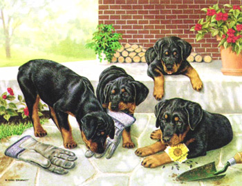 Marie Girio Brummett Limited Edition Art Prints; Rottweiler Puppy Dog