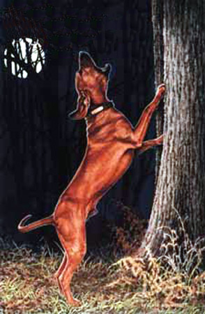 coonhound