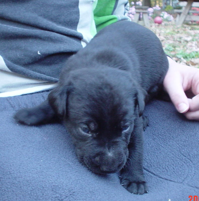 angel, german shephard, lab