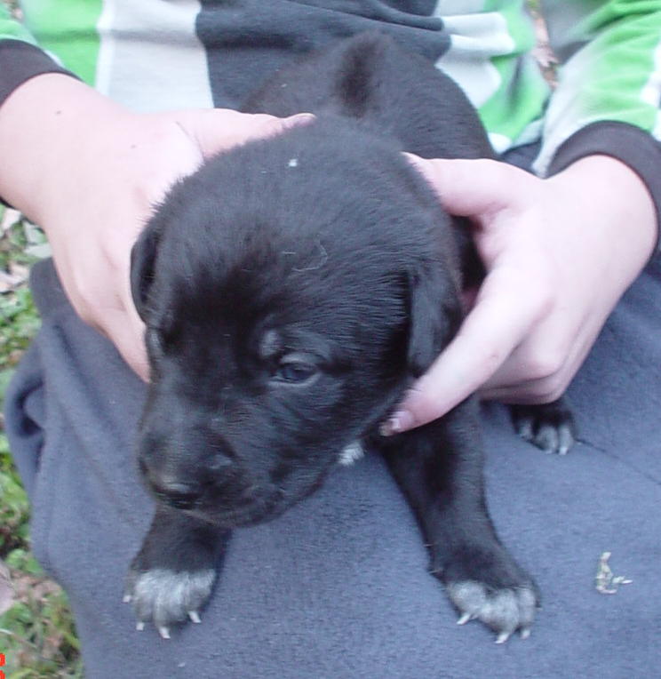 angel, german shephard, lab