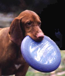 jake, our vizsla dog