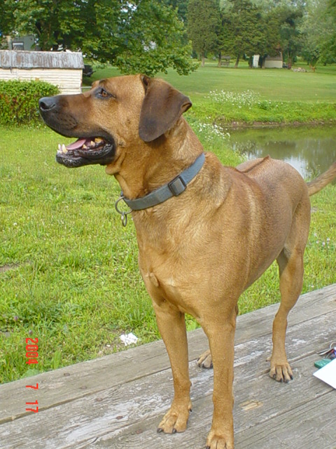 rhodesian ridgeback