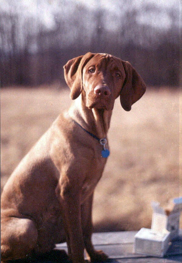 hungarian vizsla