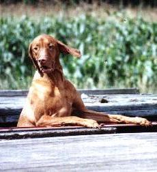 hungarian vizsla