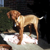 hungarian vizsla dog