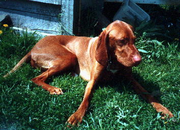 jake, our vizsla