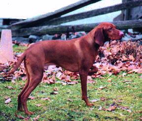 jake, our hungarian vizsla