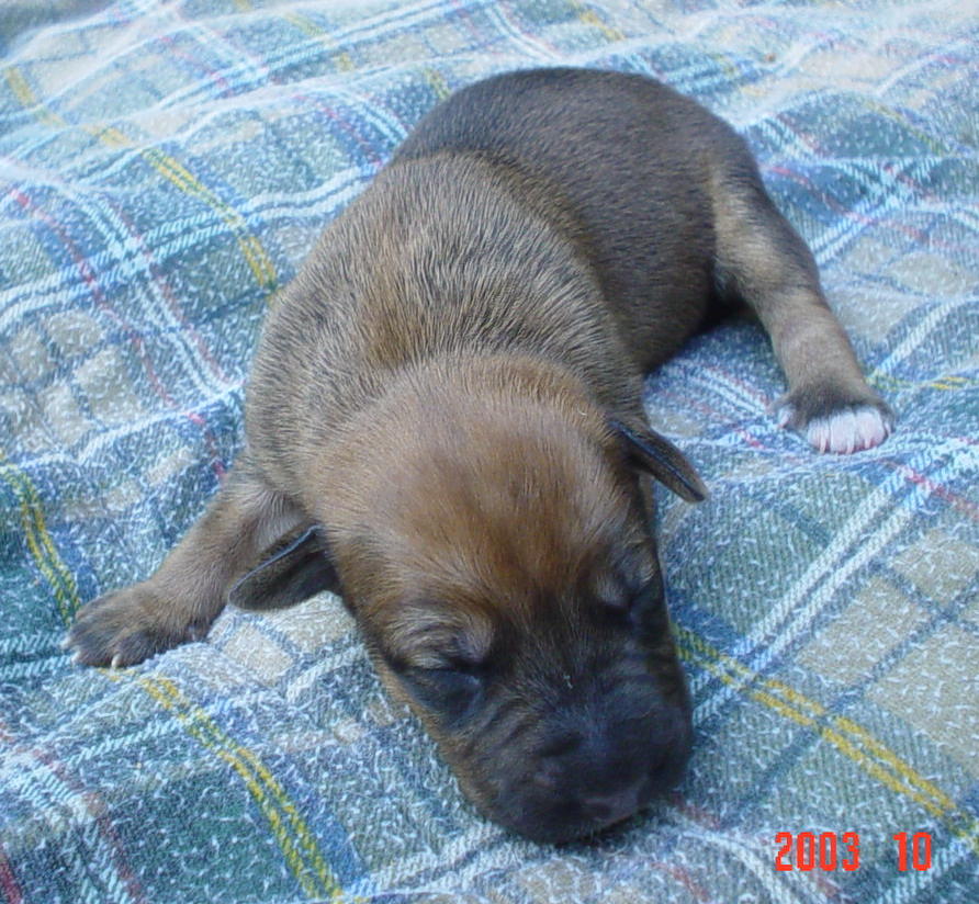 angel, german shephard, lab