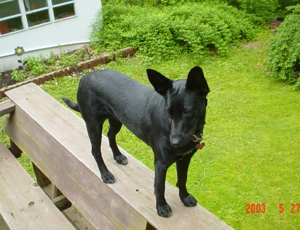 angel, german shephard, lab