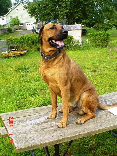 angel, german shephard, lab