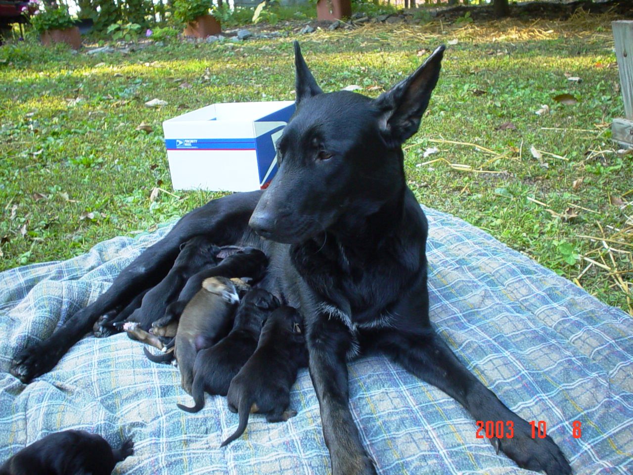 angel, german shephard, lab