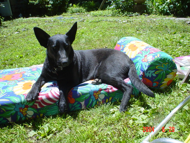 angel, german shephard, lab