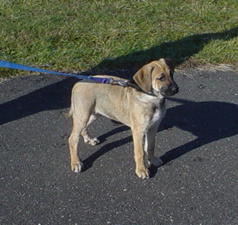 angel, german shephard, lab