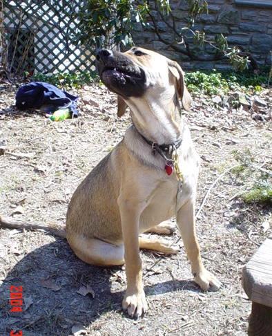 angel, german shephard, lab