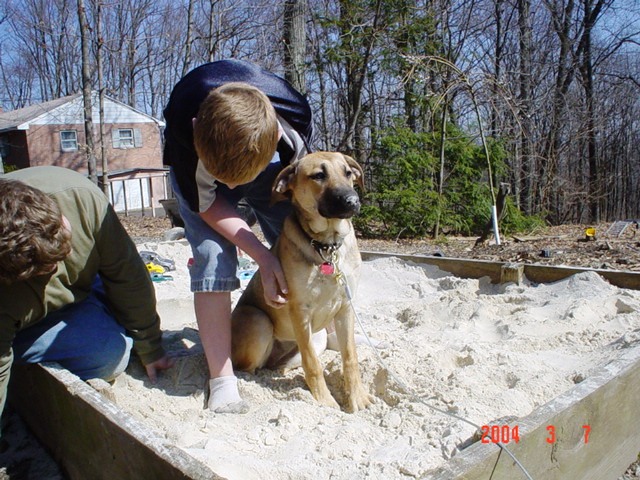 angel, german shephard, lab