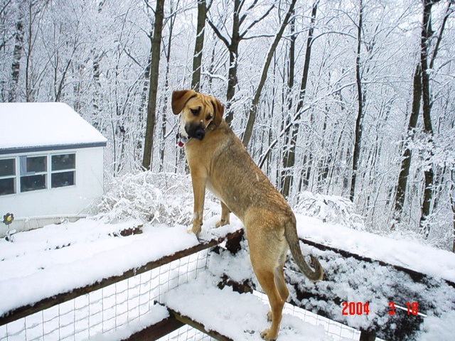 angel, german shephard, lab